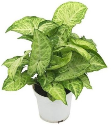 KUMUBON Syngonium Plant(Hybrid, Pack of 1)