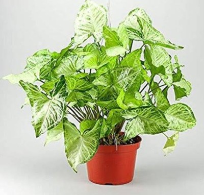 Greerworld Lucky Air Purifying Syngonium Yellowish Green Plant(Hybrid, Pack of 1)