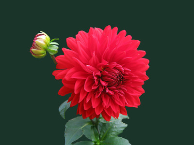 glowgreen Seed Dahlia Red Seed(30 per packet)