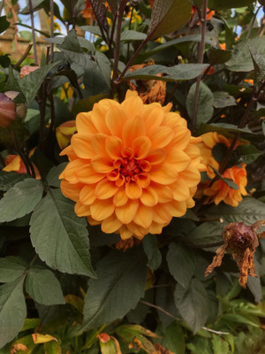 glowgreen Seed Dahlia Seed(30 per packet)