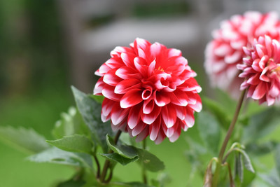 glowgreen Seed Dahlia Seed(30 per packet)