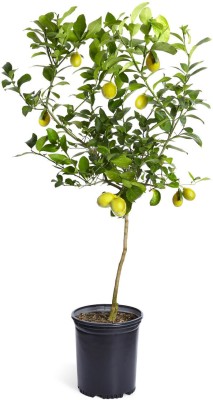 E-GARDEN LIVE LEMON PLANT(Hybrid, Pack of 1)