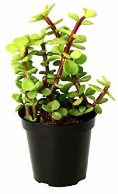 BHAJANLAL GREENERY Jade Plant(Pack of 1)
