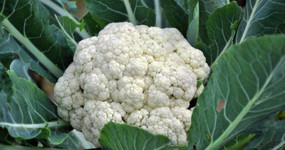 CYBEXIS DANDEN Cauliflower Variety2000 Seeds Seed(2000 per packet)