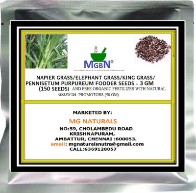 MGBN NAPIER GRASS/ELEPHANT GRASSS/KING GRASS/PENNISETUM PURPUREUM FODDER SEEDS 3 GM ( 150 SEEDSS) AND FREE ORGANIC FERTILIZER WITH NATURAL GROWTH PROMOTORS (50 GM) Seed(150 per packet)