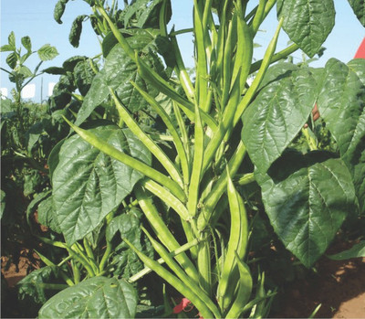 Paudha CLUSTER BEANS Seed(25 per packet)