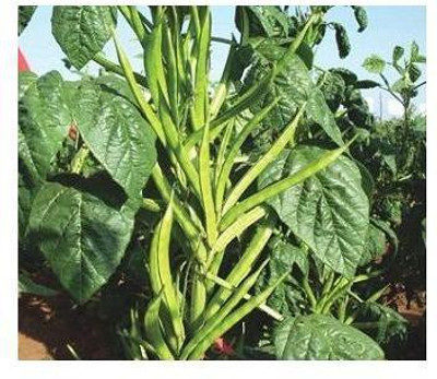 Paudha CLUSTER BEANS Seed(25 per packet)