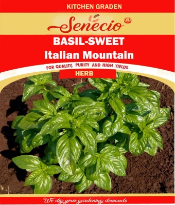 SENECIO® Italian Mountain Sweet Basil Kitchen Terrace Garden Seed(500 per packet)