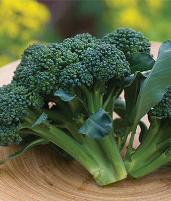 VibeX Broccoli, Sun King Hybrid Seed(120 per packet)