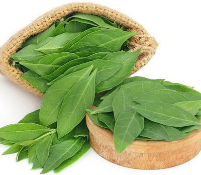 Paudha Mehendi henna leaves Seed(25 per packet)