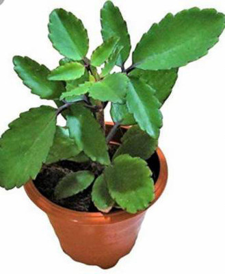 Subhadra Live Panfuti Plant (Bryophyllum pinnatum) Patharkuchi Pinnat Kalancho Patharchatta - Medicinal Plant(Pack of 1)