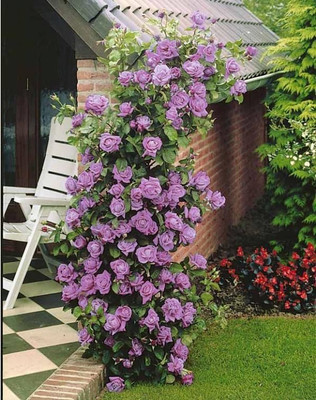 Nema Climbing Rose Seeds Seed(100 per packet)