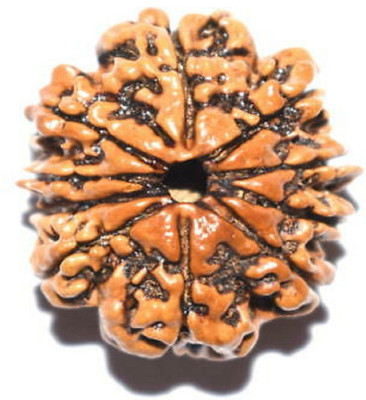 RUDRA UNIVERSE 10 mukhi rudraksha certified Wood