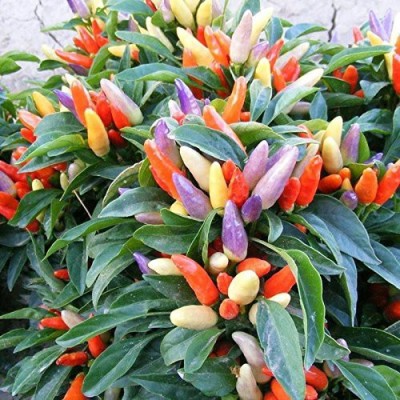 Arlo Ornamental Chilly or Round Capsicum Chilli Mix Seeds Seed (30 per packet) Seed(30 per packet)