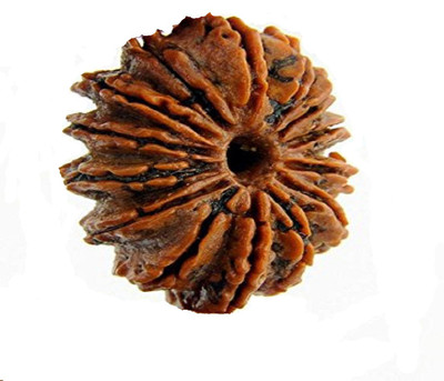 RUDRA UNIVERSE 14 mukhi rudraksha nepali original Wood
