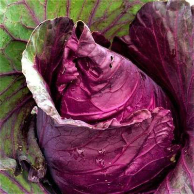 Arlo Red Cabbage Vegetable Seeds (40 per packet) Seed(40 per packet)
