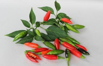 Qualtivate ™ Chilli Hot Thai Pepper or Kanthari Mulaku Seed(100 per packet)
