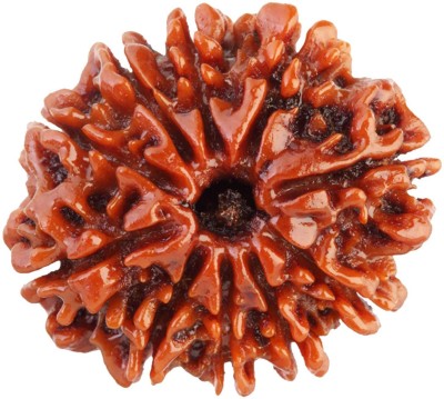 RUDRA UNIVERSE 10 mukhi nepali certified Wood