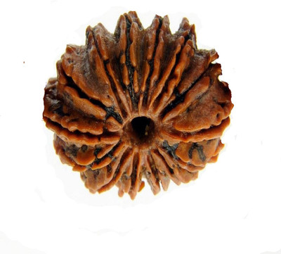 RUDRA UNIVERSE 14 mukhi nepali original Wood