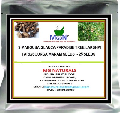 MGBN SIMAROUBA GLAUCA/PARADISE TREE/LAKSHMI TARU/SOURGA MARAM SEEDS - 25 SEEDS Seed(25 per packet)