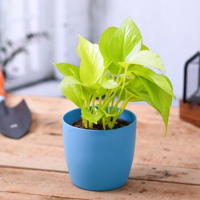 Ukaanda Money Plant(Hybrid, Pack of 1)