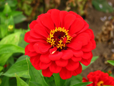 Paudha Zinnia Red Seed(41 per packet)