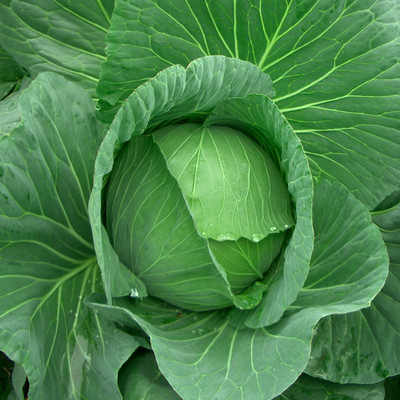 WILLVINE Cabbage Seeds Seed(199 per packet)