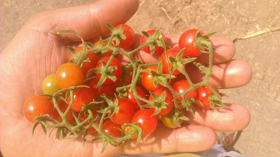 VibeX Tomato Seed(1000 per packet)