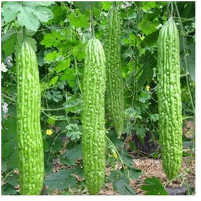 Paudha BITTER GOURD Seed(10 per packet)