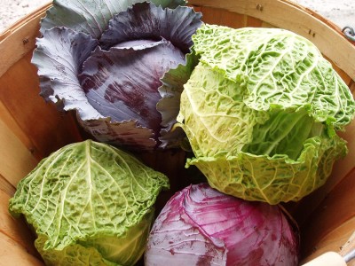 VibeX ® XXL-259-Seeds Combo- Red Cabbage and Savoy Cabbage Seed(600 per packet)