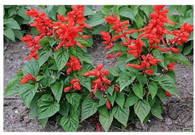 Paudha SALVIA BONFIRE Seed(50 per packet)