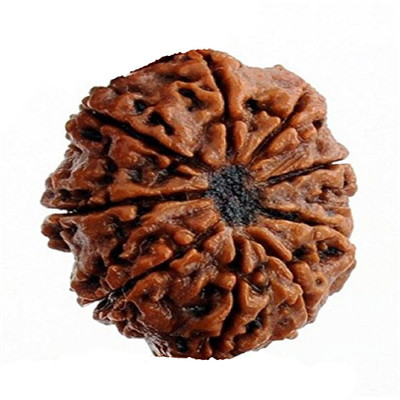 RUDRA UNIVERSE 9 mukhi rudraksha natural Wood