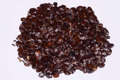 Green India Cassia siamea seeds – Senna siamea - Cassod Tree seeds, Siamese Senna, Siamese cassia - cassia tree seeds –500 gm Seed(3000 per packet)