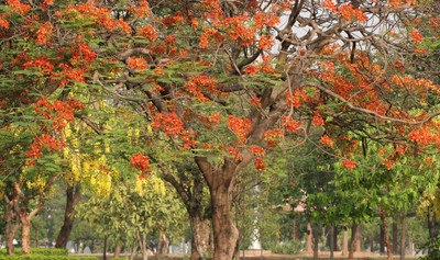 Green India Gulmohar Seeds - Ornamental tree seeds - Avenue Tree seeds (Delonix regia seeds) Pack of 400 g Seed(1000 per packet)