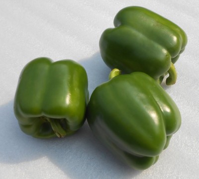 VibeX ® XX-128-Capsicum Green Imported California Wonder Seeds Seed(250 per packet)