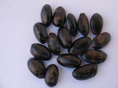 Ravel apple Seed(400 per packet)