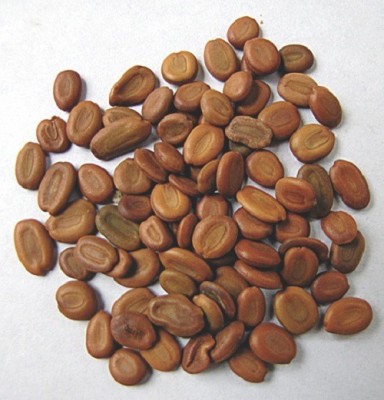 Green India Albizia lebbeck Shirisha, Siris Tree Seeds, siris tree seeds-Pack of 400 Gram Seed(400 g)