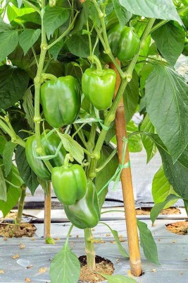 CYBEXIS XLL-69 - Capsicum | Shimla Mirch Green - (450 Seeds) Seed(450 per packet)