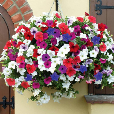 CYBEXIS Petunia Mixed Colour Flower F1 Hybrid Seeds Seed(50 per packet)