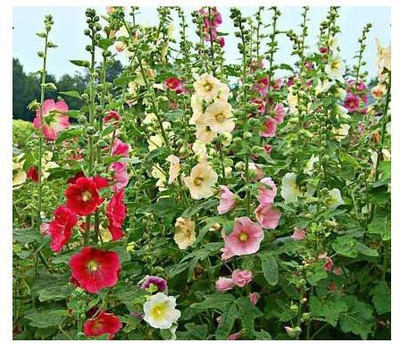 ME Traders HOLLYHOCK Seed(25 per packet)