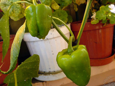 CYBEXIS VXI-70 - Premium Hybrid Green Capsicum - (450 Seeds) Seed(450 per packet)