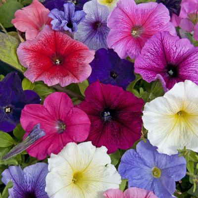 CYBEXIS Hybrid Petunia Double Mixed Seed(50 per packet)