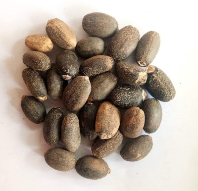 Green India Ratanjot (Jatropha Curcas) Seed-500 Gm Seed(500 g)