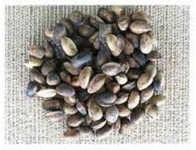 Green India Simarouba Glauca-Lakshmi Taru Seeds Pack Of 500 G Seed(400 per packet)