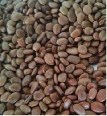 Green India Shami Tree/Banni Tree/Vanni Maram/Prosopis Cineraria Tree Seeds - Pack Of 1 Kg Seed(6000 per packet)