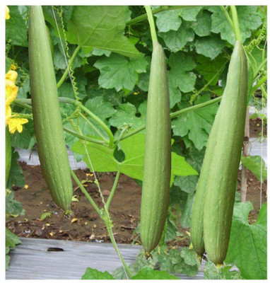 Avysa sponge Gourd Seed(40 per packet)