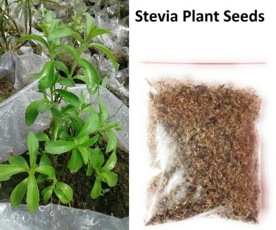 Green India Organic Stevia Seeds Pack of 100 Gram Seed(3000 per packet)