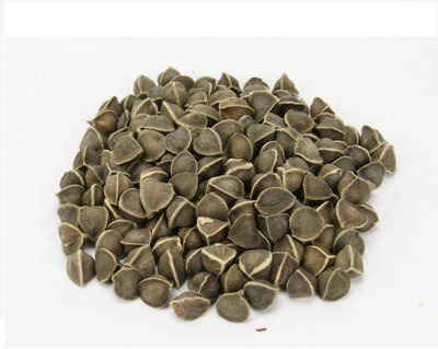 Green India Wingless Moringa Drumstick Seeds Pack of 100 Gram Seed(400 per packet)