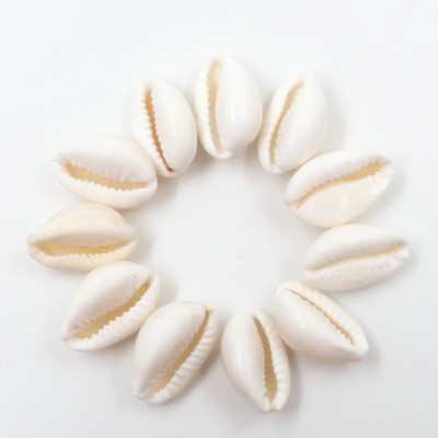 Parashara Arkam White Kauri / Safed Kodi / White Kaudi / Safed Kauri / Premium Quality for Puja - Set of 11 Pcs Stone Pack of 11 Decorative Showpiece  -  1.6 cm(Stone, White)