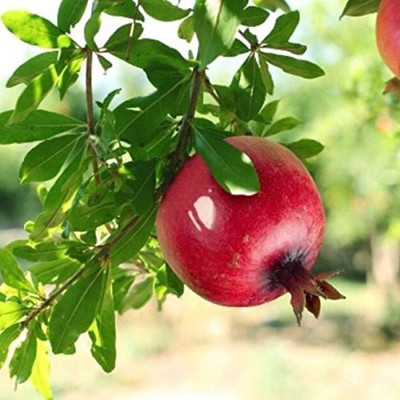 CYBEXIS XLR-57 - Red Big Pomegranate Plant Fruit - (90 Seeds) Seed(90 per packet)